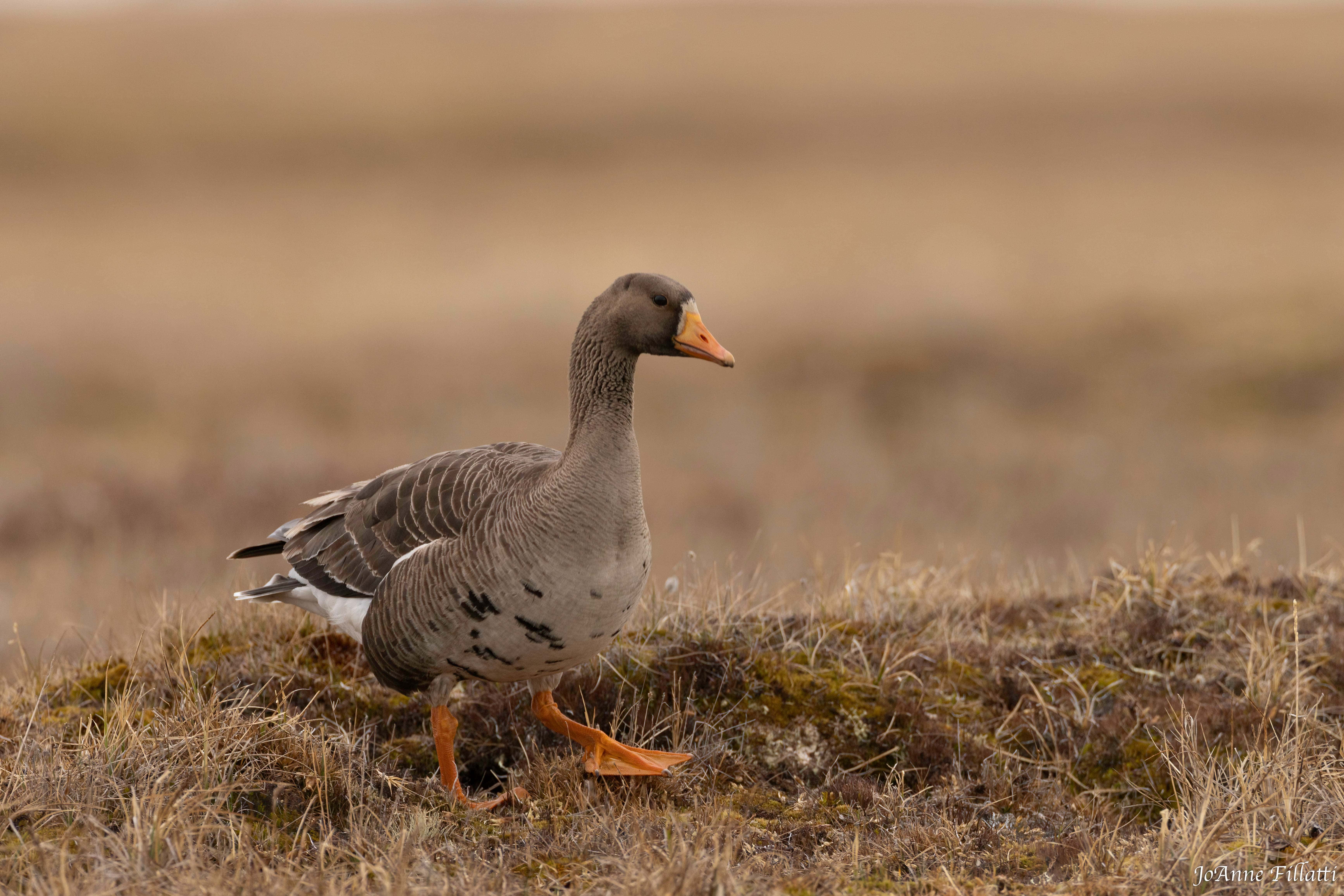 bird of Utqiagvik image 22